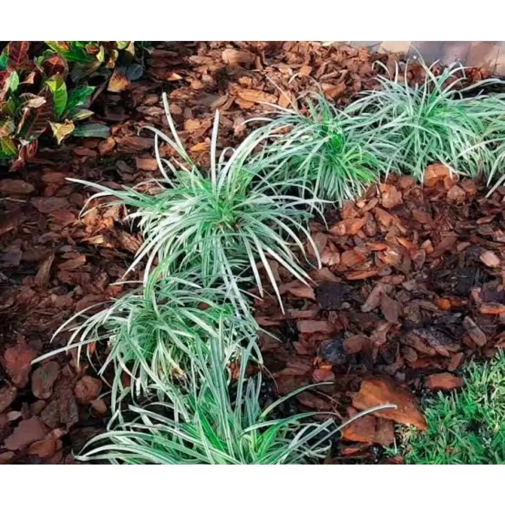Casca De Pinus Polida