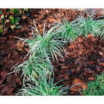 Casca De Pinus Polida