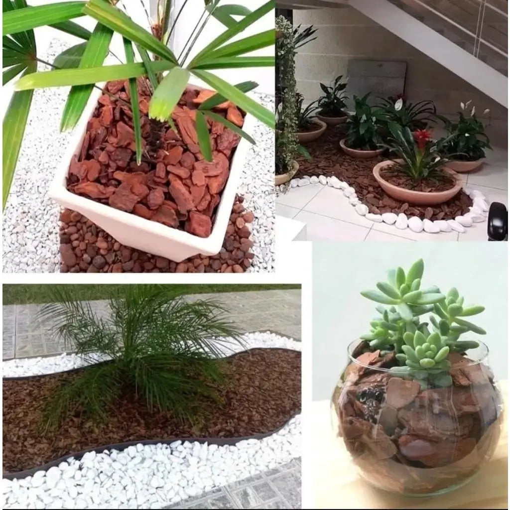 Casca De Pinus Polida