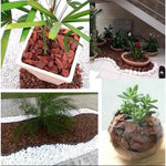 Casca De Pinus Polida