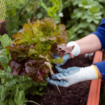 Adubo Fertilizante NPK 10-10-10