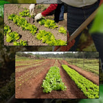 Adubo Fertilizante NPK 10-10-10